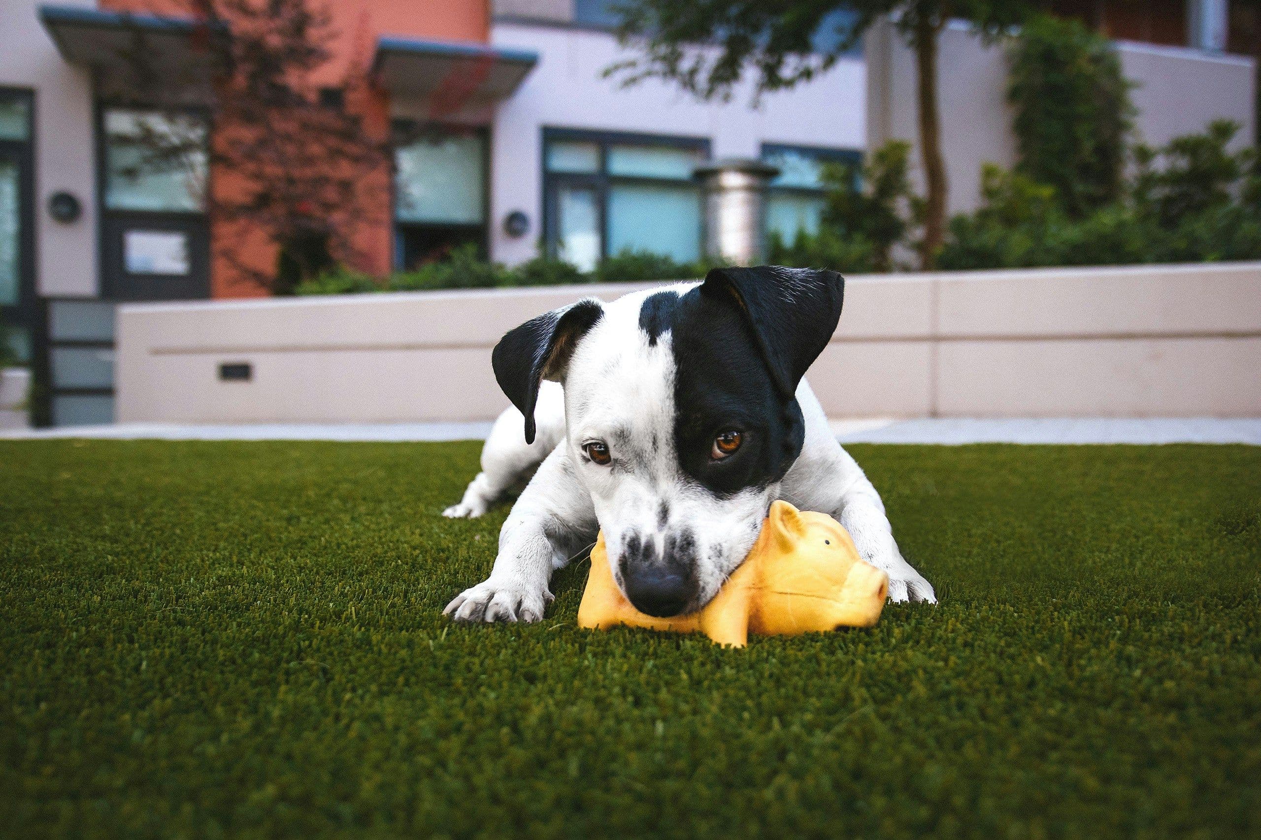 Boost Your Dog's Well-Being with Enrichment Activities